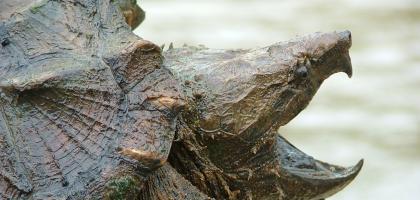 A close-up of a large alligator snapping turtle with a rugged carapace and open beak.