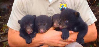 A wildlife biologist holding four small Louisiana black bear cubs in his arms.