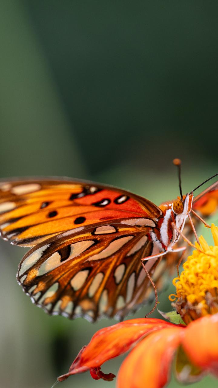 Orange butterfly perched on an orange flower with a soft green garden background.