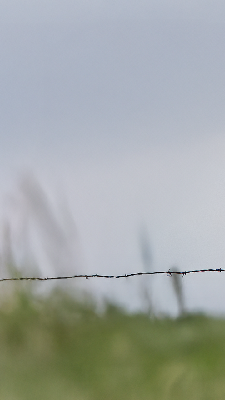 Image of a hawk sitting on a fence post