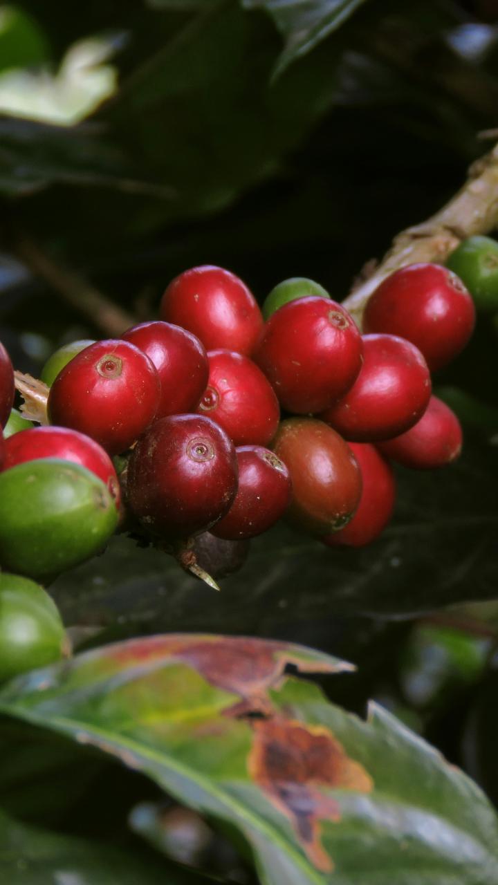 Red ripe and green unripe coffee cherries growing together on a branch.