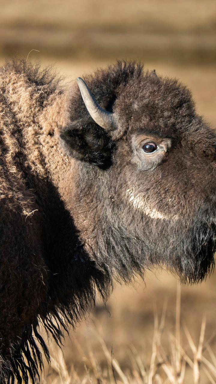 A close-up portrait of a bison standing in a dry grassy field.
