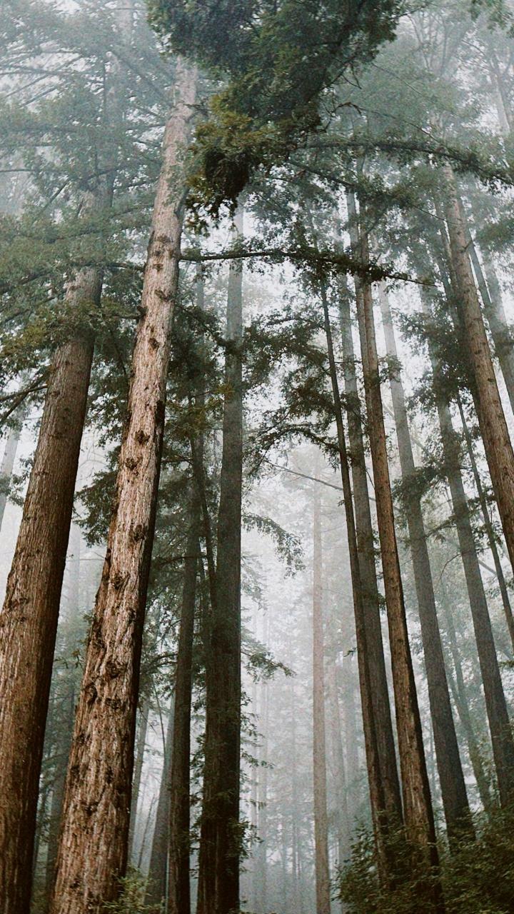 Tall redwood trees shrouded in morning mist in a dense forest.