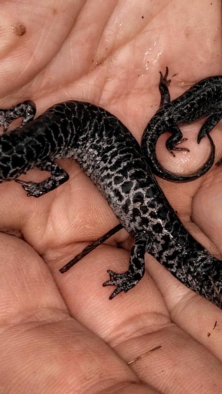 An adult female frosted flatwoods salamander and two metamorphs with distinctive silver and black patterning.