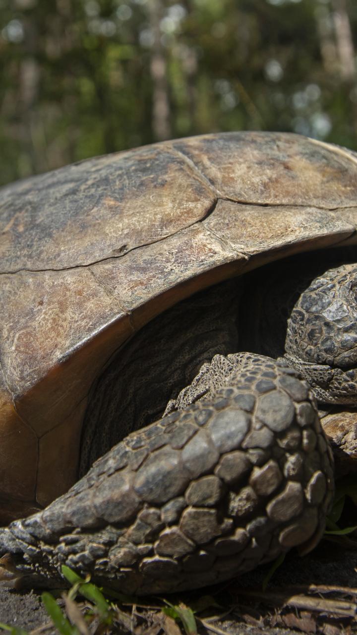 A gopher tortoise crawling across a forest floor at San Felasco Hammock Preserve State Park in Gainesville, Florida.