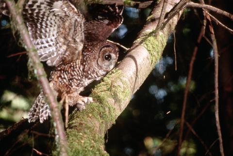 A northern spotted owl with wings outstretched landing on a mossy tree branch.