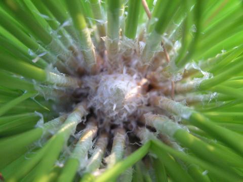 A close-up view looking down into the crown of a longleaf pine seedling in the grass stage, showing the radiating needle bundles emerging from the center.