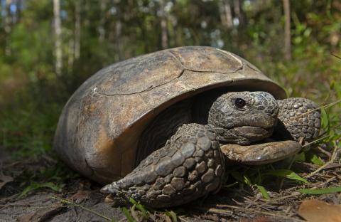 A gopher tortoise crawling across a forest floor at San Felasco Hammock Preserve State Park in Gainesville, Florida.