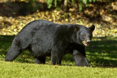 A Louisiana black bear in its natural habitat on Avery Island, Louisiana.