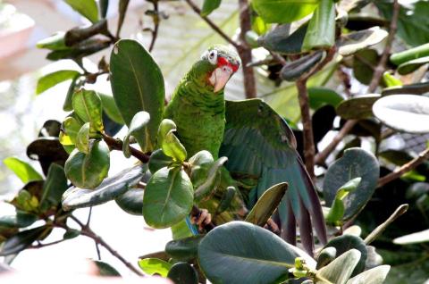 An endangered Puerto Rican parrot with bright green plumage and red markings spreading its wings during a ceremonial release at the Iguaca Aviary.