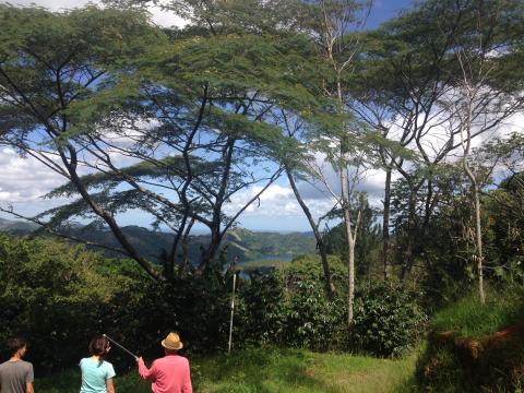 Three people walking through a shade-grown coffee plantation under a forest canopy with mountains in the distance in Adjuntas, Puerto Rico.