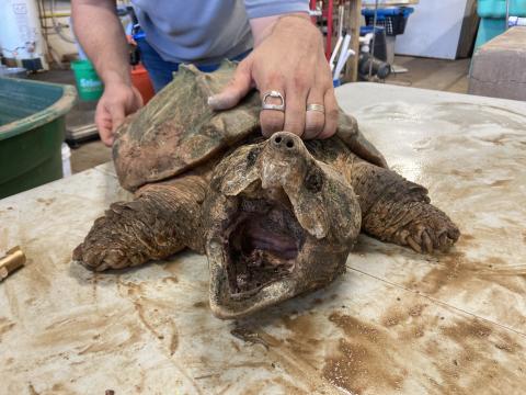 A biologist from the Turtle Survival Alliance fits a radio transmitter on an alligator snapping turtle at the Natchitoches National Fish Hatchery, Louisiana, before its release into its native waterway in East Texas.