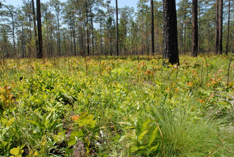 A longleaf pine savanna with a lush diverse understory of native grasses and wildflowers, with char-blackened pine trunks indicating recent prescribed fire management.