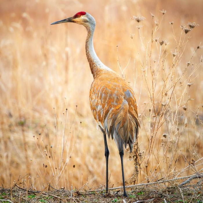 A sandhill crane standing on guard in a brown prairie grass field in Westport, Wisconsin.