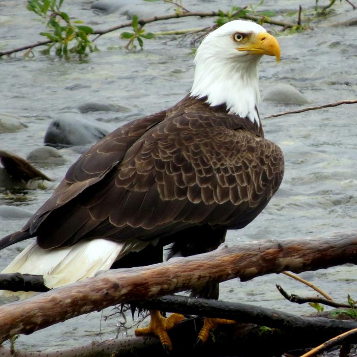 A bald eagle perched on a tree branch in water during daytime at Olympic National Park, Washington.