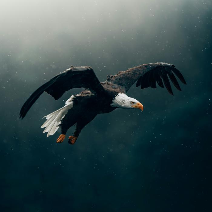 A bald eagle in flight against a dark forest background.