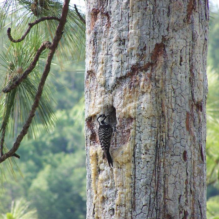 A red-cockaded woodpecker perched near its cavity on the trunk of a mature pine tree.