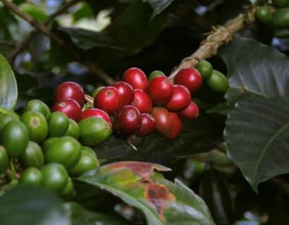 Red ripe and green unripe coffee cherries growing together on a branch.