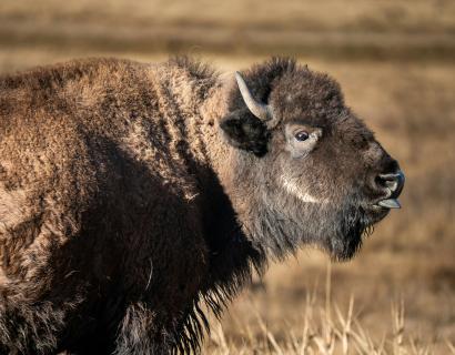 A close-up portrait of a bison standing in a dry grassy field.